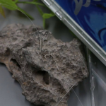 THẺO CÔNG QIANHAI (罗非·) 59CM